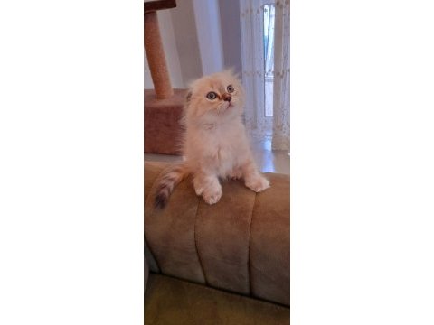 Dişi scottish fold kedisi