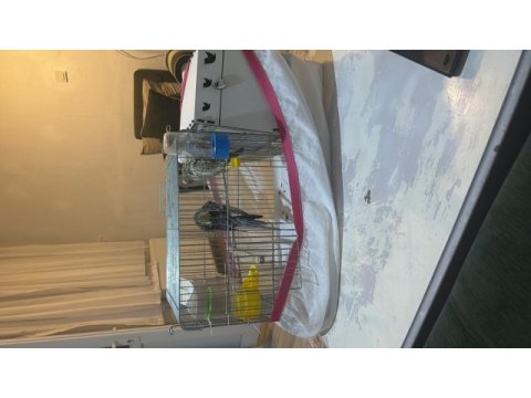 Dişi erkek takım halinde eşleşmiş durumda sultanlar
