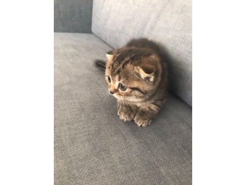 2 dişi 1 erkek scottish fold