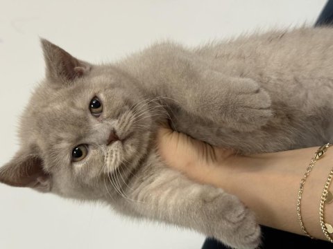 Safkan british shorthair lilac yavru