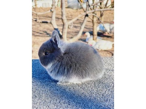 Hollanda cüce yavru tavşan (blue silvervos)