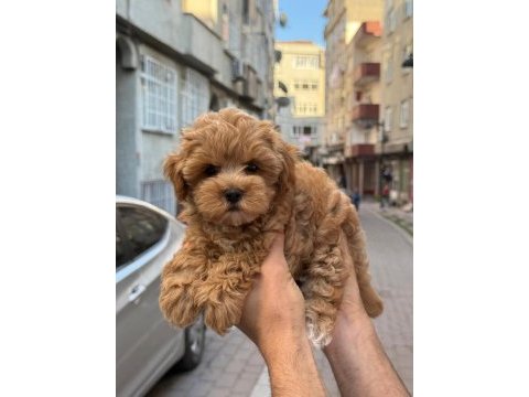 Sağlık ve ırk garantili kore maltipoo