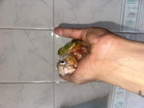El besleme konur bebekler