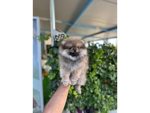 Ayı surat pomeranian boo yavruları