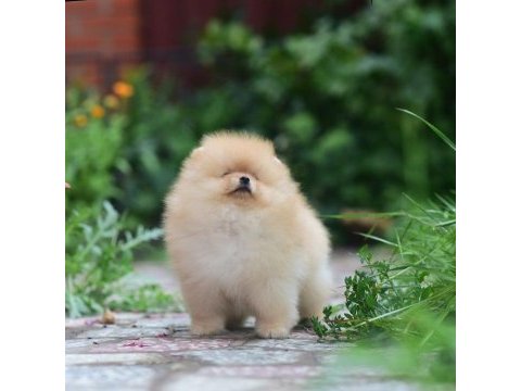 Ayıcık surat pomeranian boo yavrularımız