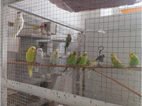Yavru muhabbet kuşu