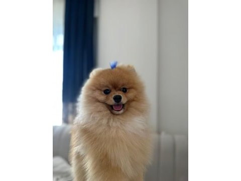 Pomeranian boo erkek