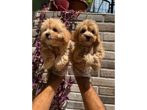 Maltipoo yavrularımız