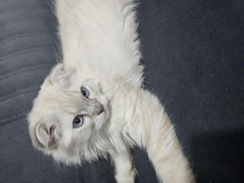 Dünyalar tatlısı dişi scottish fold yavrum ücretli