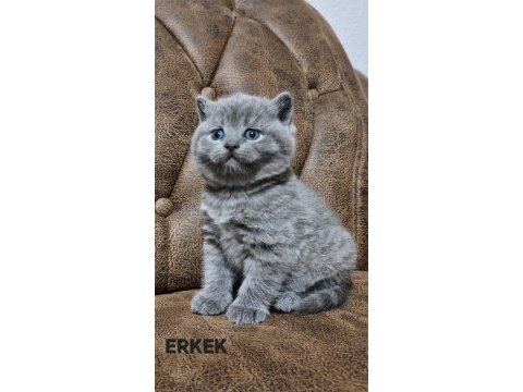 Güzeller güzeli british shorthair yavrularım