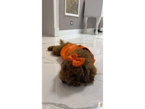 Poodle erkek köpeğimiz