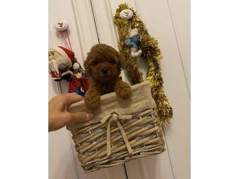 Oyuncu toy poodle bebekler