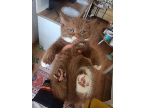 Cinnamon bicolor british shorthair