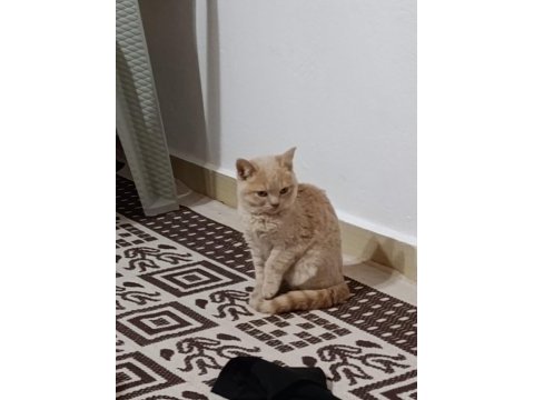Yavru kedilerimiz yuva arıyor