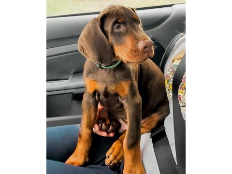 Doberman kapıda ödemeli çiftlik kredi kartı geçer
