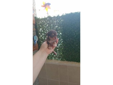 Avrupa standartlarındaki bebek köpeklerim