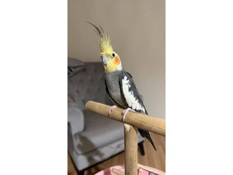 Erkek 8 aylık sultan papağanı