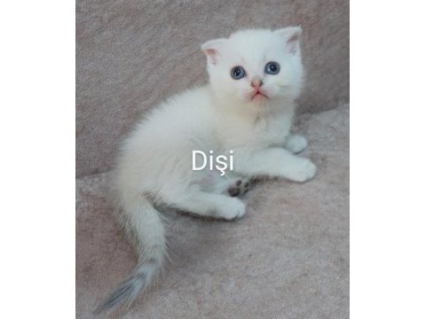 39 günlük beyaz british shorthair