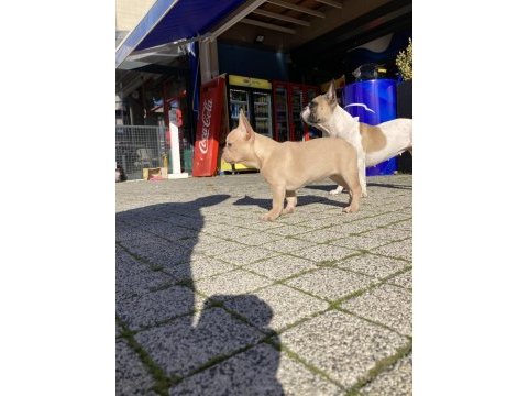 Irk garantili french bulldog
