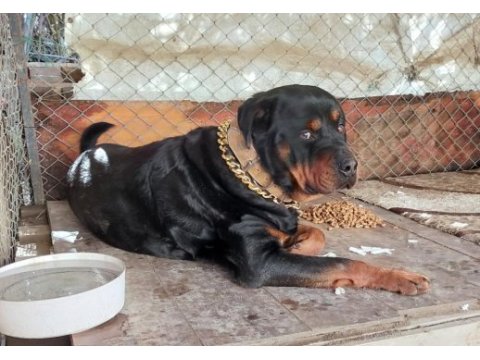 Safkan erkek üst düzey alan koruma rottweiler