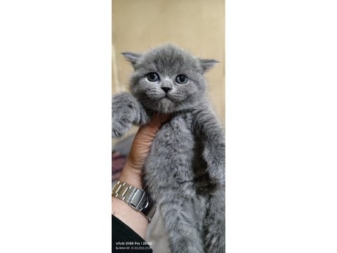 British shorthair kedimiz