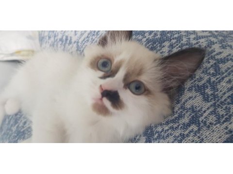 Safkan ragdoll yavrularımız yeni yuvalarını arıyor