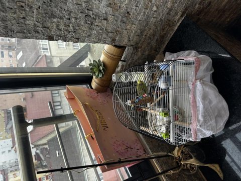 2 tane 1 yaşında biri dişi biri erkek muhabbet kuşu