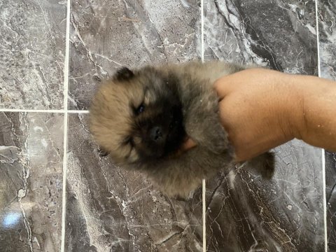 Orjinal ayı surat pomeranian boo yavrular