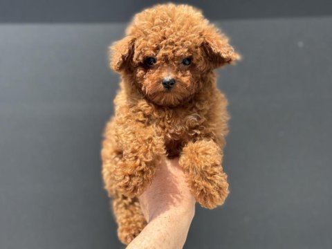 Ankarada ziyarete açık redbrown toy poodle lar