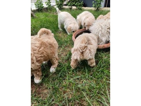 Arthur ve sakızın maltipoo yavruları