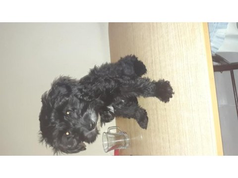 Terrier maltese siyah beyaz
