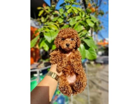Toy poodle kore yavrular