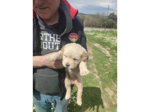 İzmir golden retriever yavrular