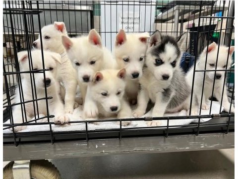 Sibirya kurdu husky yavrular erkek ve dişi mevcut