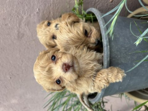 Poodle 2 aylık yavrular izmir