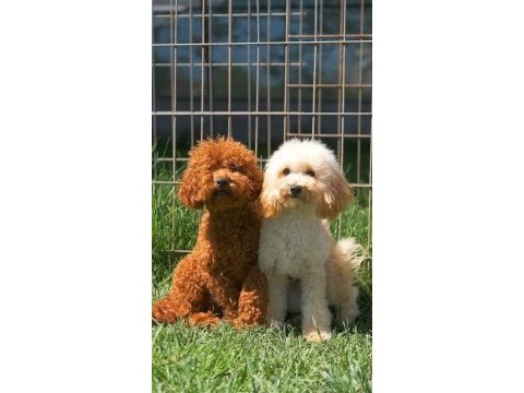 3 aylık dişi toy poodle uygun