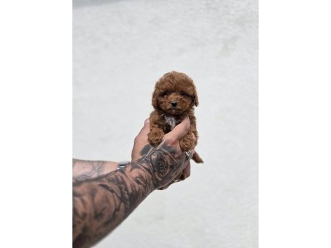 Bebek surat maltipoo yavrular