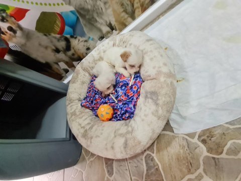 Dişi erkek maltese