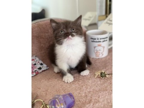 Cinnamon bi colour british shorthair