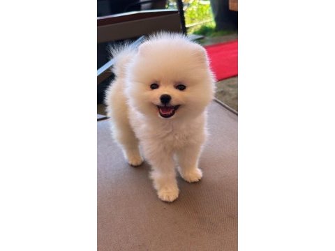 7 aylık pomeranian erkek