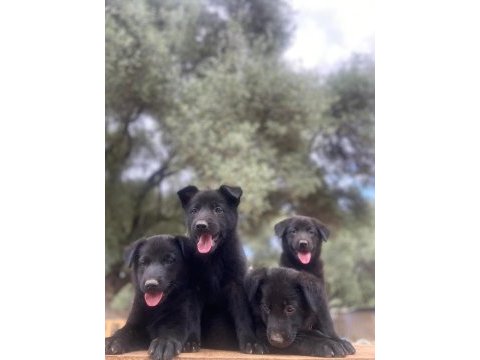 Muhteşem alman çoban köpeği yavrularımız