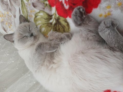 Minik british shorthair kızıma yuva arıyorum