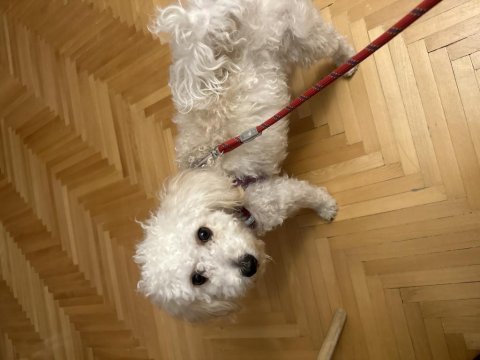 Toy poodle dişi yavru