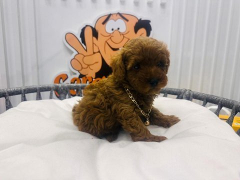 Red brown 2 aylik toy poodle yavrularımız
