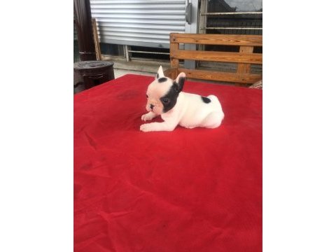 0-3 aylık french bulldog yavruları