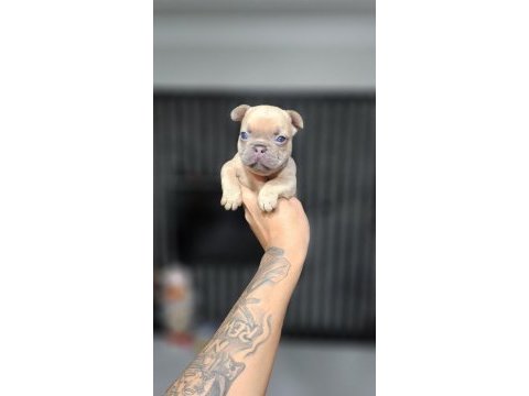 Exotic mükemmel kalite french bulldog yavrularim
