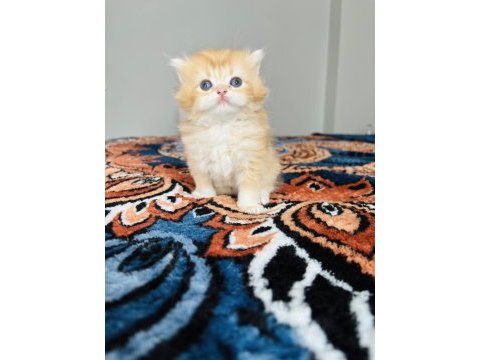 British longhair golden
