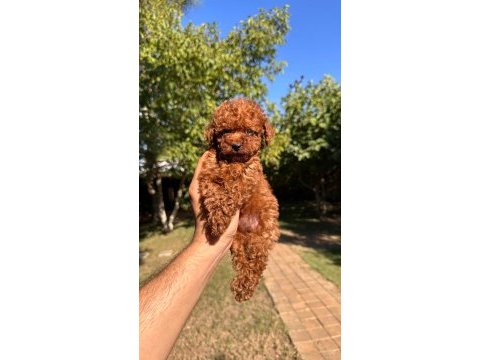 Buram buram kalite toy poodle yavrularımız 