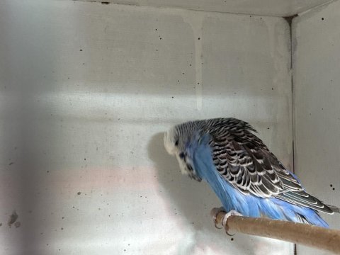 Damızlık jumbo erkek muhabbet kuşları