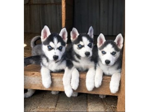 2 aylık husky yavrular